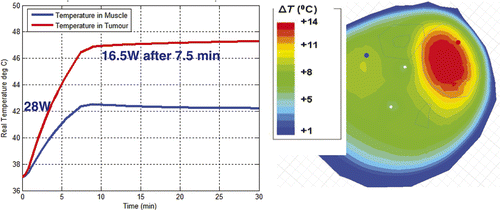 Figure 13. Simulated temperature in tumour and muscle with phase adjusted experimentally for focused heat in leg tumour: Antenna 1, 0°; Antenna 2, 30°;Antenna 3, 60°; and Antenna 4, 0°.