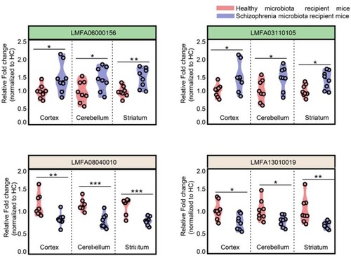 Figure 5 Overlapping differential metabolites in the three brain regions were fatty acyls. Fatty acyl metabolites were consistently altered in the cortex, cerebellum and striatum. (n=8 subjects per group. *p<0.05; **p<0.01; ***p<0.001), LMFA06000156, “3,7-Dimethyl-8.11-dioxo-2E,6E,9E-dodecatrienal”; LMFA03110105, ‘15-Deoxy-d-12.14-PGJ2ʹ; LMFA08040010, “anandamide(20:l,n-9)”; LMFA13010019, “1-(O-alpha-D-glucopyranosyl)-3-keto- (1,27R)-octacosanediol”.