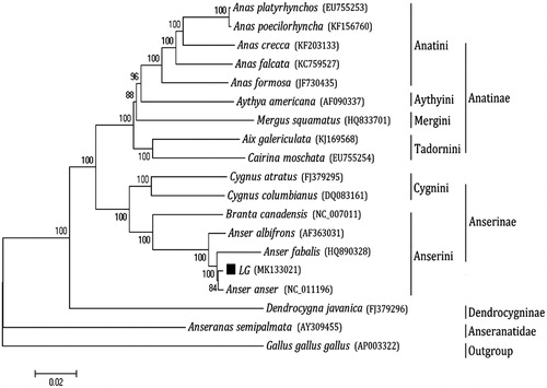 Figure 1. Phylogenetic analysis based on complete mitochondrial genome sequences. An N-J tree was built based on the phylogenetic analysis of 18 Anseriform species’ complete mitochondrial genomes. The mitochondrial genome sequences of the Anseriform species were obtained from the GenBank databases (Accession numbers have marked on the figure). Abbreviation of species indicates LG, Landes goose.
