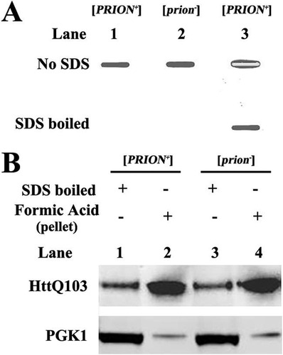 FIG 6 Dot blot and Western blot assays of HttQ103. (A) Dot blot of HttQ103 from yeast lysates that were either not treated with SDS buffer or boiled in 2% SDS. Lane 1, lysate prepared from [PRION+] yeast cells expressing HttQ103 from the GAL1 promoter, which was integrated into the chromosome; lane 2, lysate prepared from [prion−] yeast cells expressing HttQ103 from the GAL1 promoter integrated into the chromosome that were cultured on galactose plates and then grown on galactose medium; lane 3, lysate prepared from [PRION+] yeast cells expressing HttQ103 from the GAL1 promoter on a 2μm plasmid. The same concentration of total protein was added to each well. (B) Western blotting of HttQ103 from yeast lysates grown under different conditions. Lanes 1 and 3, total lysates that were boiled in SDS buffer; lanes 2 and 4, lysates treated with formic acid before boiling in SDS buffer. Lanes 1 and 2 are lysates prepared from [PRION+] yeast cells expressing HttQ103 from the GAL1 promoter integrated into the chromosome. Lanes 3 and 4 are lysates prepared from [prion−] yeast cells expressing HttQ103 from the GAL1 promoter integrated into the chromosome that were cultured on galactose plates and then grown on galactose medium. [PRION+] yeast contains both the [RNQ+] and [PSI+] prions. [prion−] yeast cells are cured of all prions.