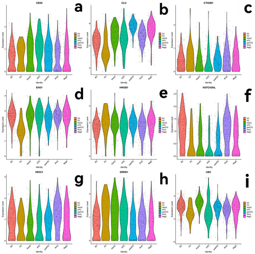 Figure 3 Violin plots displaying the expression levels of candidate marker genes for the seven distinct molecularly defined populations within human OA cartilage are presented. The genes showcased in each figure are as follows: (a) CBX5 gene, (b) CLU gene, (c) CTNNB1 gene, (d) ENO1 gene, (e) HMGB1 gene, (f) NOTCH2NL gene, (g) NR3C1 gene, (h) SRRM1 gene, (i) UBC gene.