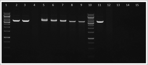 Figure 10. FtHU protects DNA from oxidative damage. The ability of FtHU to protect DNA from free hydroxyl radicals was tested. Samples were analyzed on 1% agarose gel and visualized by SYBR®Safe DNA gel stain. BSA protein was used as a negative control. 1 and 10 standards, 2 DNA, 3 DNA + H2O2, 4 DNA + H2O2 + Fe2+ (166 μM), 5–9 DNA + H2O2 + FtHU + Fe2+ (0 μM, 166 μM, 333 μM, 666 μM, 1000 μM), 11–15 DNA + H2O2 + BSA + Fe2+ (0 μM, 166 μM, 333 μM, 666 μM, 1000 μM). Even in case of increasing concentrations of Fe2+ HU is able to protect DNA from reactive oxygen species.