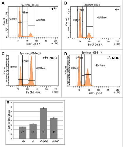 Figure 1. B56γ- MEFs arrest less efficiently in G2/(M)following nocodazole treatment. (A-D) DNA content was measured by flow cytometry using propidium iodide in untreated wild type (+/+) and B56γ- (−/−) MEFs. No difference in DNA content was seen between cell populations in untreated cells (A, B). DNA content analysis following 18 hour incubation in 200 ng/ml nocodazole (NOC) shows less G2/M B56γ- MEFs compared with wild type cells (C, D). (E) Percentage of nocodazole treated cells with G2/M DNA content, B56γ- 45%, wild type 68%. The mean and SEM were calculated from 10 experiments.