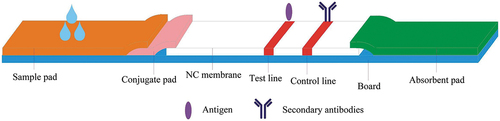 Figure 3. Structure of strips for immune chromatography.