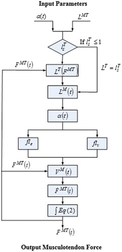 Figure 1. Computationally approach of estimation musculotendon forces.