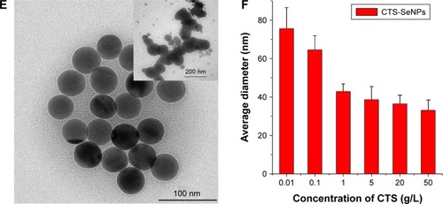 Figure 1 Morphology and formation of SeNPs freshly synthesized within CTS solution. For synthesis of CTS-SeNPs, CTS and Vc were dissolved in aqueous acetic acid. Then, sodium selenite solution was slowly added to the CTS/Vc solution and stirred to obtain CTS-SeNPs. For the synthesis of bare SeNPs, CTS was replaced with deionized water when preparing CTS-SeNPs. (A) TEM image of CTS-SeNPs and their appearance (inset). (B) The size distribution of CTS-SeNPs measured by TEM or DLS. (C) Typical EDS spectra of CTS-SeNPs and their elemental composition (inset). (D) SAED patterns of CTS-SeNPs and inset for HR-TEM image of individual CTS-SeNPs with a lattice fringe of 0.35 nm. (E) TEM image comparing CTS-SeNPs with bare SeNPs (inset). (F) The influence of CTS concentration on the average sizes of CTS-SeNPs measured by TEM assay (n=3).Abbreviations: SeNPs, selenium nanoparticles; CTS, chitosan; Vc, ascorbic acid; TEM, transmission electron microscopy; DLS, dynamic light scattering; EDS, energy-dispersive X-ray spectroscopy; SAED, selective area electron diffraction; HR-TEM, high-resolution transmission electron microscopy.