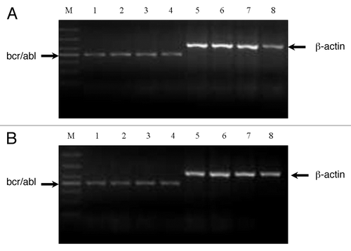 Figure 6. Analysis of mRNA expression of bcr-abl gene in SUP-B15 cells. The cells were treated with indicated oridonin, imatinib, or in combination for 24 h. Total RNA was isolated and RT-PCR was performed with β-actin primers as a control with the same amount of RNA. Oridonin, imatinib alone, or thier combination had no effects on the mRNA expression of bcr-abl gene in SUP-B15 cells. (A) Lane 1: control; Lane 2: oridonin 5 μM; Lane 3: oridonin 10 μM; Lane 4: oridonin 15μM; Lane 5: β-actin of conrtol; Lane 6: β-actin of oridonin 5μM; Lane 7: β-actin of oridonin 10μM. Lane 8: β-actin of oridonin 15 μM. (B) Lane 1: control; Lane 2: oridonin 3μM; Lane 3: imatinib 1μM; Lane 4: oridonin 3μM and imtinib 1μM; Lane 5: β-actin of control; Lane 6: β-actin of oridonin 3 μM; Lane 7: β-actin of imatinib 1μM; Lane 5: β-actin of oridonin 3 μM and imatinib 1 μM.