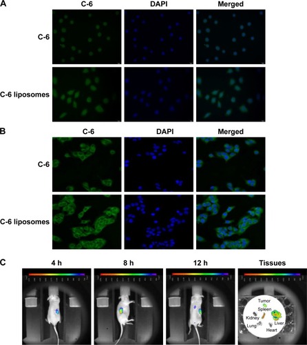 Figure 2 Cellular uptake (A), intracellular distribution (B), and in vivo imaging (C) of TPGS liposomes (n=3).Abbreviation: TPGS, D-alpha-tocopheryl polyethylene glycol 1000 succinate.