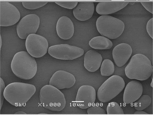 Figure 4. Scanning electron micrographs of acid-thinned water chestnut starch (atWCS) under 1000× magnification.