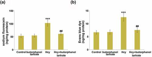 Figure 1. Effects of butorphanol tartrate on Hcy-induced increase in BBB permeability. Diffusion of (a) sodium fluorescein and (b) Evans blue dye (***, P < 0.001 vs. Control group; ##, P < 0.01 vs. Hcy group).