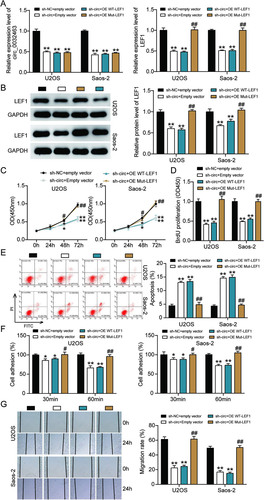 FIG 9 Overexpression of LEF1 with mutant but not wild-type miR-498 binding sites reversed the ameliorated tumorigenesis in circ_0032463-silenced osteosarcoma cells. (A) Measurement of circ_0032463 and LEF1 expression in U2OS and Saos-2 cells transfected with sh-NC+Empty vector, sh-circ+Empty vector, sh-circ+OE WT-LEF1, or sh-circ+OE Mut-LEF1 by RT-qPCR. (B) Measurement of LEF1 protein expression in U2OS and Saos-2 cells transfected with sh-NC+Empty vector, sh-circ+Empty vector, sh-circ+OE WT-LEF1, or sh-circ+OE Mut-LEF1 by Western blot assay. (C) Cell viability was detected in U2OS and Saos-2 cells transfected with sh-NC+Empty vector, sh-circ+Empty vector, sh-circ+OE WT-LEF1, and sh-circ+OE Mut-LEF1. (D) Cell proliferation was detected in U2OS and Saos-2 cells transfected with sh-NC+Empty vector, sh-circ+Empty vector, sh-circ+OE WT-LEF1, or sh-circ+OE Mut-LEF1 by BrdU assay. (E) Cell apoptosis was detected in U2OS and Saos-2 cells transfected with sh-NC+Empty vector, sh-circ+Empty vector, sh-circ+OE WT-LEF1, or sh-circ+OE Mut-LEF1 by FITC assay. (F) Cell adhesion was detected in U2OS and Saos-2 cells transfected with sh-NC+Empty vector, sh-circ+Empty vector, sh-circ+OE WT-LEF1, or sh-circ+OE Mut-LEF1 at 30 and 60 min. (G) Cell migration was detected in U2OS and Saos-2 cells transfected with sh-NC+Empty vector, sh-circ+Empty vector, sh-circ+OE WT-LEF1, sh-circ+OE Mut-LEF1 by wound healing assay. sh-NC+Empty vector, shRNA-negative control plus empty vector; sh-circ+Empty vector, shRNA-circ_0032463 plus empty vector; sh-circ+OE WT-LEF1, shRNA-circ_0032463 plus wild-type circ_0032463 overexpression vector; sh-circ+OE Mut-LEF1, shRNA-circ_0032463 plus circ_0032463 overexpression vector with mutant miR-498 binding sites. *, P < 0.05, and **, P < 0.001, versus the sh-NC+Empty vector group; #, P < 0.05, and ##, P < 0.001, versus the sh-circ+Empty vector group.