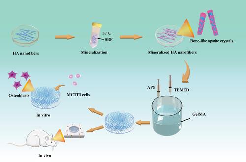 Figure 1 Fabrication of m-HANFs/GelMA hydrogels for the advancement of osteogenic differentiation of MC3T3 cells in vitro and bone formation in vivo.