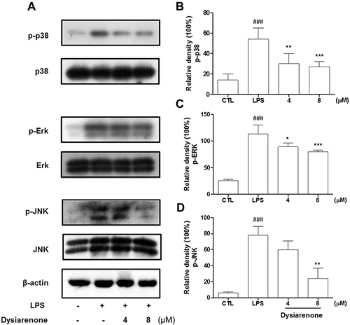 Figure 7 Effects of dysiarenone (4–8 μM) on the LPS-induced MAP kinase phosphorylation in RAW 264.7 cells (A); the bar chart shows the quantitative evaluation of phospho-P38 (p-P38) (B), phospho-ERK (p-ERK) (C) and phospho-JNK (p-JNK) (D) bands by densitometry. The values are expressed as mean ± SD from three independent experiments. (###p < 0.001, compared to control group (CTL); *p < 0.05, **p < 0.01, ***p < 0.001, compared to LPS treated group (LPS); one-way ANOVA followed by Tukey post hoc multiple comparison tests).