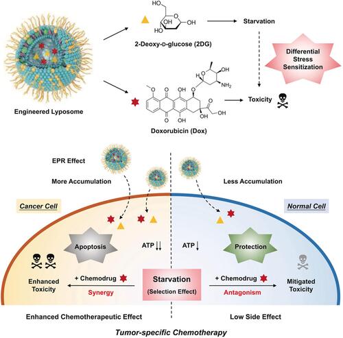 Figure 4 Schematic illustration of engineered liposome nanomedicines and their interaction with cancer cells and normal cells enabling differential stress sensitization of chemotherapy. Reproduced with permission from: Yang B, Chen Y, Shi J. Tumor-Specific Chemotherapy by Nanomedicine-Enabled Differential Stress Sensitization. Angew Chem Int Ed Engl. 2020;59(24):9693–9701. doi:10.1002/anie.202002306.Citation65 Copyright 2020, Wiley-VCH.