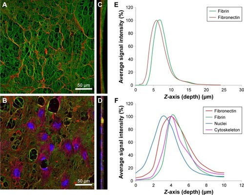 Figure 2 The signal intensity profiles of immunofluorescence stained fibrin mesh (F2 nanocoating) with attached fibronectin, without (A) or with (B) human dermal fibroblasts on day 1 after cell seeding. Fibrin and fibronectin were stained with primary and secondary antibodies (fibrin – Alexa 488 – green and fibronectin – Alexa 633 – red). The cells were stained with phalloidin–tetramethylrhodamine (actin cytoskeleton – magenta) and with Hoechst #33258 (cell nuclei – blue). Maximum intensity projection – front view (A, B) and side view (C, D). The function plots (E, F) represent the average image plane intensity in a given color channel versus the z-axis (depth) of a confocal z-stack image. Leica TCS SPE DM2500 confocal microscope, magnification 40×/1.15 NA oil, and Leica TCS SP8, objective HCX PL APO, magnification 40×/1.25–0.75 NA Oil CS.Abbreviation: NA, numerical aperture.