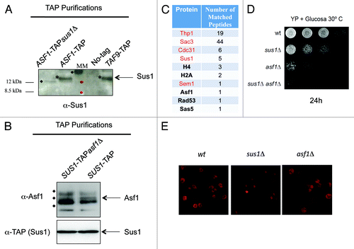 Figure 3. Asf1 interacts physically and genetically with TREX2. (A) Sus1 co-purifies with Asf1-TAP. Calmoduline eluates from TAP purifications of ASF1-TAPsus1Δ, ASF1-TAP, TAF9-TAP, and a non-tagged strain cells were assayed by western blot using the anti-Sus1 antibody (*). Size of proteins of the molecular marker (MM) is indicated and unspecific reacting bands are labeled with diamonds. (B) Asf1 co-purifies with Sus1-TAP. Calmoduline eluates from TAP purifications of SUS1-TAPasf1Δ and SUS1-TAP were assayed by western blot using anti-Asf1 (upper part) or anti-TAP showing Sus1 (lower). Unspecific reacting bands are labeled with diamonds. (C) List of proteins indicating the number of peptides identified from Thp1-TAP eluate by multidimensional protein identification technology. TREX-2 factors are indicated in red. (D) Cultures of wild-type, sus1Δ, asf1Δ, and sus1Δasf1Δ cells were diluted in 10−1 steps, and equivalent amount of cells were spotted onto YP + Glucose and incubated at 30 °C for 24 h. (E) Representative images of poly(A)+ RNA localization in wild-type, sus1Δ, and asf1Δ cells assayed by in situ hybridization using Cy3-labeled oligo(dT) probes. Cells were grown at 39 °C in YP + Glucose for 3 h.