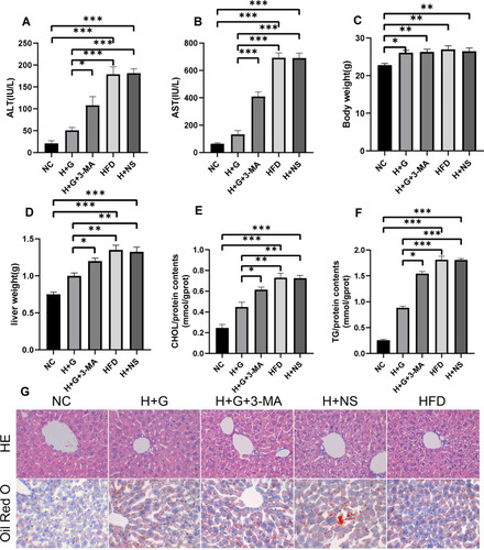 Figure 1 Preventive administration of galangin reduced hepatic steatosis. Mice were fed a HFD or a normal control diet (NC) for 8 weeks. Galangin (100 mg/kg/d) was given orally for 8 weeks. (A) ALT and (B) AST levels. (C) Weights of the mice in each group. (D) Wet weight of the liver. (E) TG content in liver tissue. (F) CHOL content in liver tissue. (G) Liver sections stained with HE or ORO (x400). The displayed value represents the mean value ± SEM (n = 4). Asterisks (*P < 0.05, **P < 0.01, ***P < 0.001) indicate statistically significant differences.