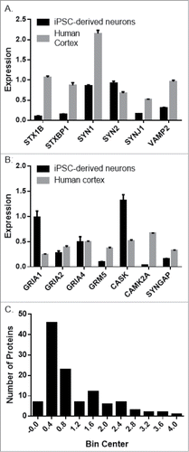 Figure 8. Targeted proteomic comparison of iPSC-derived neurons and human cortex gray matter. Expression of representative presynaptic (A) and post-synaptic (B) proteins in iPSC-derived neurons (NSCs/eNPCs cultured in neurobasal medium for 6 weeks) and human cortex gray matter. (C). Distribution of the averaged difference between the 2 groups expressed as a ratio of iPSC-derived neurons: Cortex gray matter.
