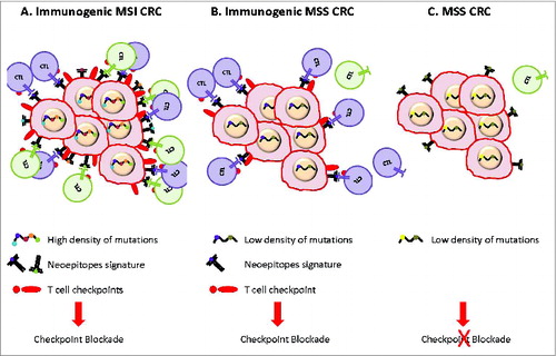 Figure 1. Immunologic microenvironment of CRC may dictate the sensitivity to checkpoint blockade. (A) The high density of mutations in MSI CRC increases the number of neoepitopes presented by tumor cells to tumor-infiltrating immune cells. Activation of the immune effector cells (CTL in the figure) is associated with the production of inflammatory mediators, including IFNγ which induces the upregulation of checkpoint ligands in the TME (on tumor cells in the figure). The recognition of neoepitopes by T cells and the nature of the checkpoints expressed in the TME will drive the sensitivity of the tumor to checkpoint blockade and will guide the nature of the inhibitors to be used. (B) Despite displaying a low density of mutations, some MSS CRC, present neoepitopes and are capable of activating specific immune responses. The frequency of such immunogenic MSS is yet unknown. The aforementioned immunogenic MSS CRC should be also eligible for the immune checkpoint blockade. (C) Most of the MSS CRC are poorly immunogenic and do not qualify for immune checkpoint blockade as a therapeutic approach.