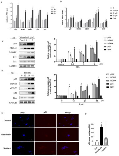 Figure 8. Nintedanib activates the p53 pathways in HCT116 cells. (A and B) RT-qPCR analysis of mRNA levels of p53 and targeted genes in HCT116 cells. Cells were treated with DMSO and indicated concentrations of nintedanib at different time courses. (C and D) Immunoblot of p53 and its downstream factors following treatment with DMSO and indicated concentrations of nintedanib at different time courses. GADPH was used as the loading control. Band intensities of blot C were calculated by Image J, and the bar graph was plotted and fitted by GraphPad Prism 8. (E and F) Immunofluorescence detection of p53. Red: Sulfo-Cyanine3 (CY3) staining shows the presence of p53 (red dots). Nuclei were counterstained with DAPI (blue). Scale bar =100 μm. Cells with p53 nuclear positive were quantified by counting 100 cells (magnification 200 ×) for each treatment. The data were presented as the mean ± SD of three experiments in all experiments. The result was normalised and statistically analysed in one-way ANOVA with Bonferroni post-test (*p < 0.05).