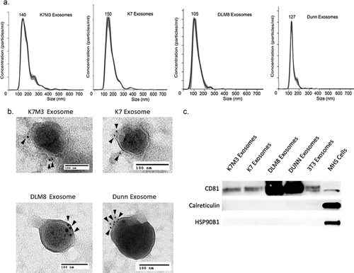 Figure 1. Osteosarcoma cell exosomes exhibit exosome morphology and the exosome markers CD9 and CD81. Exosomes were extracted from K7M3, K7, DLM8, and Dunn osteosarcoma cells via ultracentrifugation. (a) Exosome size and concentration were assessed via Nanosight analysis. (b) Transmission electron microscopy and immunogold staining was used to analyze CD9 expression. Arrows indicated positive CD9 expression. (c) Western blot analysis was used to evaluate CD81, Calreticulin and HSP90B1 expression in K7M3, K7, DLM8, Dunn, and 3T3 cell exosomes. MHS cells were used as a positive control