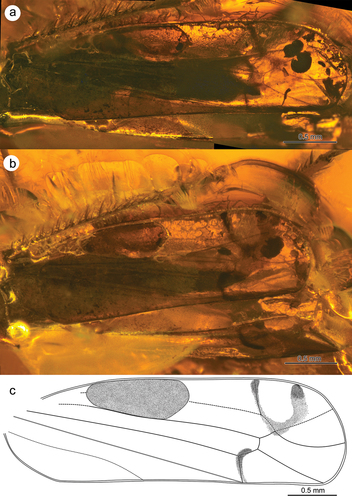 Figure 5. Morphology of Jantarineura serafini gen. et sp. nov., tegmina: (a) lateral view; (b) dorsal view; (c) tegmen (reconstruction).