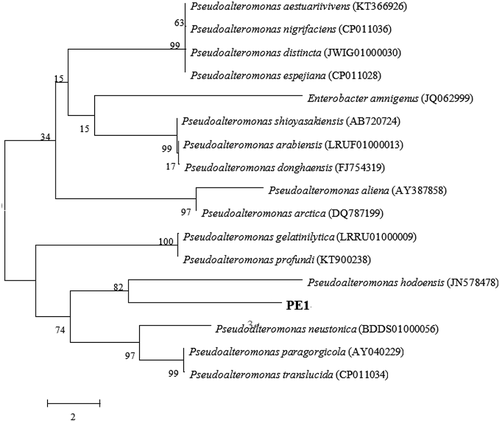Figure 2. Phylogenic tree of Pseudoalteromonas hodoensis with related species. Neighbor-joining tree based on 16S rDNA sequences shows the position of Pseudoalteromonas hodoensis. The marker bar denotates the relative strain similarity.