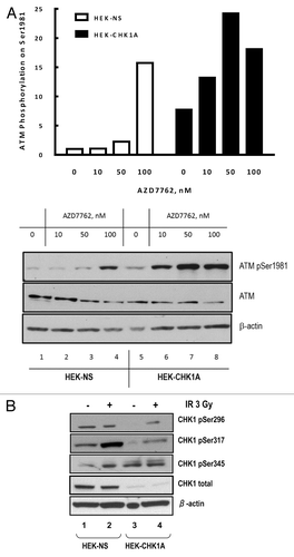Figure 5. CHK1 inhibition results in enhanced ATM phosphorylation. (A) HEK-NS and HEK-CHK1A cell lines were seeded and allowed to recover for 18 h. CHK1 inhibitor AZD7762 in the indicated concentrations or the vehicle control were added to the culture medium. The cells were harvested 6 h later. ATM phosphorylation on Ser1981 was analyzed by western blot and graphed as fold-change relative to the untreated control of the HEK-NS cell line. (B) CHK1 protein abundance and phosphorylation status in HEK293 stable cell lines. HEK-NS and HEK-CHK1A cell lines were seeded and allowed to recover for 18 h. The samples were harvested at 2 h post-irradiation with 3 Gy γ-IR and analyzed by western blot.
