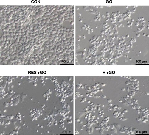 Figure 10 Morphology of human ovarian cancer cells treated with GO, RES-rGO, H-rGO.Notes: The morphology of A2780 cells treated with GO, RES-rGO or H-rGO (20 μg/mL) for 24 hours. The images were produced by interference contrast light microscopy.Abbreviations: GO, graphene oxide; RES-rGO, resveratrol-reduced GO; CON, control; H-rGO, hydrazine-reduced GO.