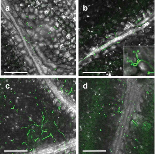 Figure 2. Viable conidia and hyphae of Beauveria bassiana strain GHAgfp on tomato leaf at 1 (a), 3 (b), 7 (c) and 14 (d) dpi. Enlarged conidia and phialides are shown in b. Bars are 100 µm