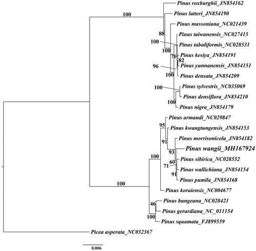Figure 1. Phylogenetic tree inferred by Maximum Likelihood (ML) method based on the complete chloroplast genome of 22 species of Asian Pinus, bootstrap values (%) are shown on the branch.