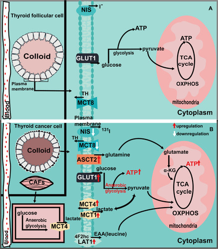 Figure 1 Ion transporters and the metabolic situation in normal thyroid cells (A) and cancer cells (B). Figure (A) shows that normal thyroid cells rely on GLUT1 transport of glucose to provide energy through glycolysis and oxidative phosphorylation, NIS is involved in intracellular iodide metabolism, and MCT8 is involved in the transportion of TH. The expression of MCT1/4, ASCT2, and LAT1 has not been elucidated. Figure (B) shows the upregulation of GLUT1, ASCT2, LAT1 and MCT1/4 in thyroid cancer, which regulates the metabolism of tumor cells to meet their growth and proliferation needs through the transport of corresponding metabolic substrates. The downregulated expression of NIS leads to the decreased function of iodine intake, affects the treatment of radioactive iodine, and promotes the poor prognosis of the tumor. The downregulation of MCT8 expression affects the transport of TH, thus affecting the progression of thyroid cancer.