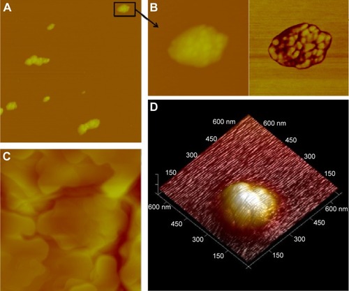 Figure 2 Topographical AFM images of SbL8 dispersion in water.Notes: A dispersion of SbL8 in water (L8 at 30 mM) was deposited and partially dried onto cleaved mica (A, B, and D) or paraffin substrate (C), obtained in the tapping mode. Magnification in (A), scan size 2.0×2.0 μm; image (B) is a magnified inset of (A), scan size 300×300 nm; magnification in (C), scan size 2.0×2.0 μm; and magnification of the detailed 3D image in (D), scan size 663.6×663.6 nm.Abbreviations: 3D, three-dimensional; AFM, atomic force microscopy; SbL8, 1:3 Sb–N-octanoyl-N-methylglucamide complex; L8, N-octanoyl-N-methylglucamide.