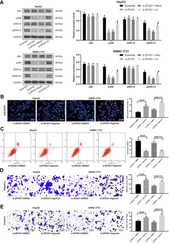 Figure 5 ZFAS1 silencing inhibits the induction of the ERK/JNK/P38 signaling pathway in HCC cells. (A) ERK/JNK/P38 protein level determined by Western blot assays. Then, an ERK specific agonist tert-butylhydroquinone (1.25 mM) was added in si-ZFAS1-transfected HepG2 and SMMC7721 cells. (B) EdU staining of proliferating cells. (C) PI/Annexin V-labeled cells were then analyzed by flow cytometry to determine apoptosis index. (D) Migration ability of HCC cells determined by Transwell assays. (E) Invasion ability of HCC cells determined by Transwell assays. The data are expressed as the mean ± SD. One-way ANOVA and Tukey’s multiple comparison test were used to determine statistical significance. *p < 0.05 vs Scramble or si-ZFAS1 + DMSO treatment; #p < 0.05 vs si-ZFAS1 + Mock treatment.Abbreviations: ZFAS1, ZNFX1 antisense RNA 1; JNK, Jun n-terminal kinase; p, phosphorylated; HCC, hepatocellular carcinoma; ERK, extracellular signal-regulated kinase; EdU, 5ʹ-ethynyl-2ʹ-deoxyuridine; GAPDH, glyceraldehyde-3-phosphate dehydrogenase; In, inhibitor; siRNA, small interfering RNA; DMSO, dimethylsulfoxide; PI, propidium iodide; FITC, fluorescein isothiocyanate; SD, standard deviation; ANOVA, analysis of variance.