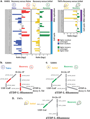 Figure 3. DNA replication, cell cycle, and rhamnose biosynthesis. a) genes for DNA replication and cell cycle. Bar plots show the log2 ratio between the recovery phase coculture and naive and between the recovery phase coculture and the initial encounter coculture. Red indicates significantly increased in the recovery phase compared to naive and blue significantly decreased. Green indicates significantly increased during recovery and yellow significantly increased in the initial encounter phase. b-d) a schematic of O antigen sugar biosynthesis pathways for XH001 and TM7×. Due to its small genome TM7× has fewer predicted genes in these pathways. Red: increased in XH001/TM7× versus XH001n; blue: decreased in XH001/TM7× versus XH001n; Green: increased in recovery phase; yellow: increased in initial encounter; Grey: statistically unchanged. b) recovery versus naive. The XH001 APY09 gene designations are given. c) recovery versus initial encounter. d) TM7× recovery versus initial encounter. The TM7× gene designations are given. Steps that currently have no predicted gene but are expected to exist are shown in thin black lines.