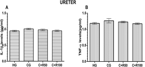 Figure 6. Levels of IL-1β (A) and TNF-α (B) levels in ureter tissue.