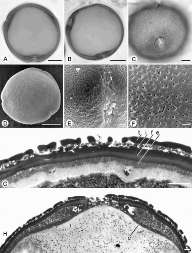 Fig. 3. Trichosanthes pollen. A–H. Type 3. T. phonsenae ; (A) ±Polar view (LM, upper/middle focus), (B) ±Polar view (LM, middle focus), (C) Equatorial view (LM, upper focus); (D) Polar view, SEM; (E) Colpate ectoaperture, SEM; (F) Microreticulate ornamentation, SEM; (G) TEM of exine, showing tectum (t), granular infratectum (i), foot layer (f) and endexine (e); (H) TEM of aperture, showing costa (c). Scale bars – 10 µm (A, B, D); 5 µm (C); 1 µm (E–H).