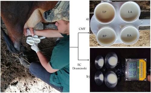 Figure 3. Mammary quarters position for taking milk samples for the EC and CMT tests. EC = Electric Conductivity; CMT = California Mastitis Test (a); EC = Electric Conductivity (b); RP = Right Posterior; LP = Left Posterior; RA = Right Anterior; LA = Left Anterior.