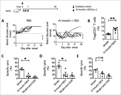 Figure 3. Combination vaccination controlled new-onset diabetes and cytotoxic inflammation in NOD mice. New-onset diabetic NOD mice were treated with rh-insulin plus DEX (10 μg+10 μg) at days 1, 4 and 7. (A) Blood glucose was measured at intervals for 28 d Dashed line indicates the diabetes threshold (16.7 mmol/L). Square bracket indicates the normal glucose range of healthy animals (5∼12 mmol/L). (B) Percentage of regulatory T cells among draining lymph node cells. n = 6. On day 14, in vivo cytolytic assay (CTL) was performed against islet cell (C), insulin 10–18 epitope (D) or preproinsulin 15–24 (E). Unvaccinated mice were used as CTL control. Anti-CD8 mAb was i.p. injected to block CTL in unvaccinated mice as positive control. n = 4. Data represent 3 independent experiments.