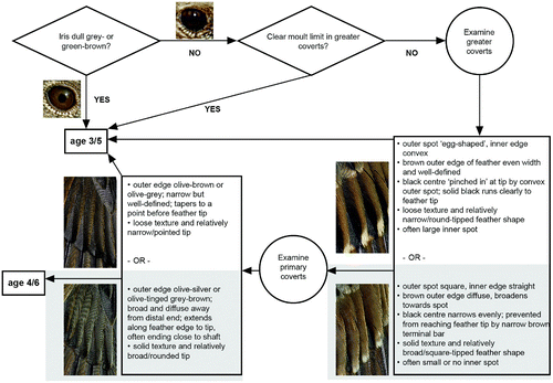 Figure 3. Ageing Dunnocks: an overview.