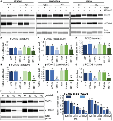 Figure 13. Activation of FOXO3 by genistein in the brains of HD mice and patient-derived HD fibroblasts. HD mice (the R6/1 model) or control animals (the C57BL/6J line) were either untreated, treated with water, or treated with genistein (at the final dose of 150 mg/kg/day), starting from the age of 16 weeks. Fibroblasts derived from HD patients (HD) or control, healthy persons (CTR) were cultured and treated with either 0.1% DMSO or genistein (at the final concentration of 30, 60 or 100 µM) for 24 h. Levels of FOXO3 and its phosphorylated form (p-FOXO3) were measured in the striatum, cerebellum, and cortex of the brains of mice at the age of 36 weeks, and in fibroblasts treated with either genistein or 0.1% DMSO for 24 h. Panels A and H show representative western blots. Panels B-G and I represent the quantification of the results, shown as mean values from measurements performed with either 6 mice in each group (panels B-G) or 4 cell lines in each group (panel I), with error bars indicating SD. Levels of the investigated proteins were normalized to the total protein amount. Statistically significant differences (at p < 0.05) relative to untreated control (CTR) mice or cells and HD mice (the R6/1 line) or cells are indicated by asterisks and hashtags, respectively.