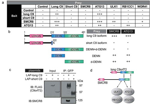 Figure 3. C9orf72 associates with the autophagy initiation complex via isoform-specific DENN-dDENN domains. (a) Yeast two-hybrid (Y2H) mapping of binary interaction pairs. + is used to represent the strength of the X-gal staining and, thus, the strength of the interaction. – means that no cells survived in the 4-drop out conditions. (b) Y2H mapping of C9orf72 domains with SMCR8 and ATG13. Domain representation of long and short C9orf72 isoform, DENN-dDENN, DENN and dDENN domains and their association with SMCR8 and ATG13. (c) GFP immunoprecipitations were performed using the transiently expressed long or short C9orf72 isoform in cells and probed with SMCR8. Long and short C9orf72 isoforms were probed with FLAG antibody. The long, but not the short, C9orf72 isoform co-immunoprecipitated with SMCR8. (d) Proposed interactions among long C9orf72, SMCR8, and the autophagy initiation complex. The carboxyl terminus of the DENN-dDENN domains of C9orf72 is critical for their direct interaction with ATG13 and SMCR8, the latter of which also directly interacts with ULK1 and ATG13. C9, C9orf72.