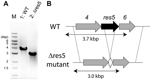 Fig. 3. Disruption of the res5 gene.