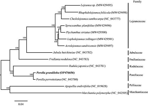 Figure 3. Maximum likelihood tree based on 82 protein-coding gene sequences of 14 complete chloroplast genomes. Apopellia endiviifolia and Marchantia polymorpha were used as outgroups. The GenBank accession number has been provide within parentheses after the species name. Numbers above the branches indicate bootstrap supporting values based on 1000 replicates. The bar represents 0.04 nucleotide substitution per site.