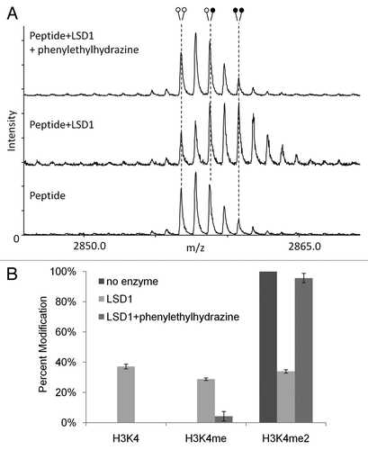 Figure 6 LSD1 inhibitor efficiency can be measured quantitatively using MassSQUIRM. (A) Demethylation reactions were carried out using 125 ng of LSD1 and 0.25 µg H3K4me2 peptide in the presence (top part) or absence (middle part) of 16.7 mM of the LSD1 inhibitor phenylethylhydrazine. (B) Quantification of methylation levels was determined using r1 and r2 values from peptide alone samples (A, bottom part) and Equationequations 5(5) H3K4me2=A1(5) –Equation7(7) H3K4=A3−r2(A1)−[r1(A2−r1(A1))](7) . Open circles indicate light methylation while closed circles indicate heavy methylation.