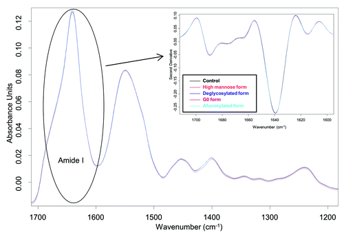 Figure 2. FTIR spectra of glycoforms. Insert: calculated second derivatives of the amide I region. Spectra line colors in both figures: black, control; red, high mannose form; blue, deglycosylated form; magenta, G0 form; cyan, afucosylated form.
