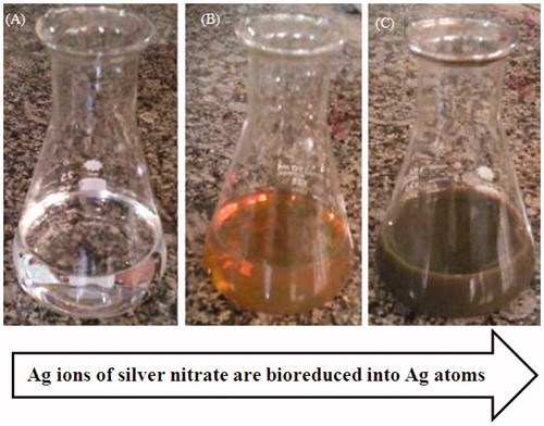 Figure 1. Reduction of silver nitrate through the addition of plant extract that is associated with colour changes.