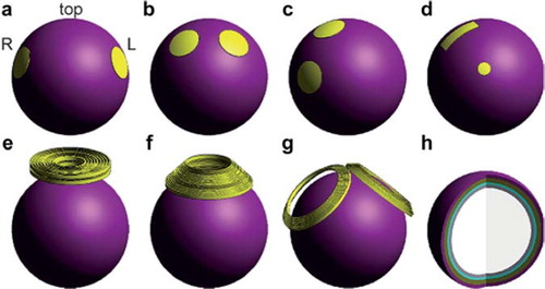 Figure 2. Simulation models of electroconvulsive therapy electrode and magnetic seizure therapy coil configurations. (A) Bilateral ECT, (B) bifrontal ECT, (C) right unilateral ECT, (D) focal electrically administered seizure therapy, (E) circular coil MST, (F) cap coil MST, (G) double cone coil MST, and (H) interior of the five-layer spherical head model. Tissue layers from outer to inner shell: scalp, skull, cerebrospinal fluid, grey matter, and white matter. Reproduced with permission from Dr. Zhi De-Deng, 2011. ECT, electroconvulsive therapy; MST, magnetic seizure therapy.