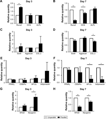 Figure 7 qPCR analysis of the effect of nanoscaled aligned topography on hASC differentiations toward the lineages of osteogenic (A and B), chondrogenic (C and D), adipogenic (E and F), and myogenic (G and H) on day 3 (A, C, E, G) and on day 7 (B, D, F, H). *p<0.05; **p<0.01.Abbreviations: ALPL, alkaline phosphatase, liver/bone/kidney; AP-2α, adipocyte protein 2α; CEB/Pα, CCAAT/enhancer binding protein (C/EBP) α; COL2, type II collagen; hASCs, human adipose-derived stem cells; MAP2, microtubule-associated protein 2; MyoD, myoblast determination protein; OCN, osteocalcin; PPARγ, peroxisome proliferator-activated receptor-γ; qPCR, quantitative PCR; Runx2, Runt-related transcription factor 2; Sox9, SRY (sex determining region Y)-box 9.