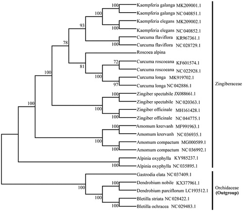 Figure 1. Neighbor-joining (NJ) tree of 11 species within the family Zingiberaceae based on the plastomes using five Orchidaceae species as outgroups.